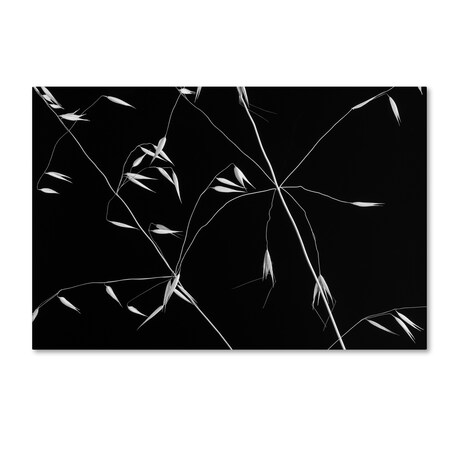 Trademark Fine Art